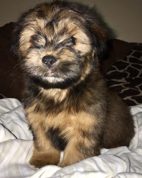 Medium Photo #1 Schweenie Puppy For Sale in SUGAR LAND, TX, USA