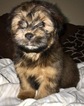 Small Photo #1 Schweenie Puppy For Sale in SUGAR LAND, TX, USA