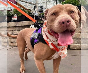 Mutt Dogs for adoption in Las Vegas, NV, USA