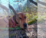 Small #4 Redbone Coonhound-Rhodesian Ridgeback Mix