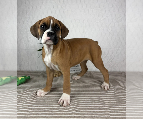 Medium Photo #5 Boxer Puppy For Sale in GREENFIELD, IN, USA