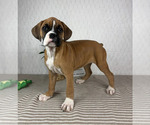 Small #4 Boxer