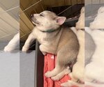 Small #4 Huskies -Labrador Retriever Mix