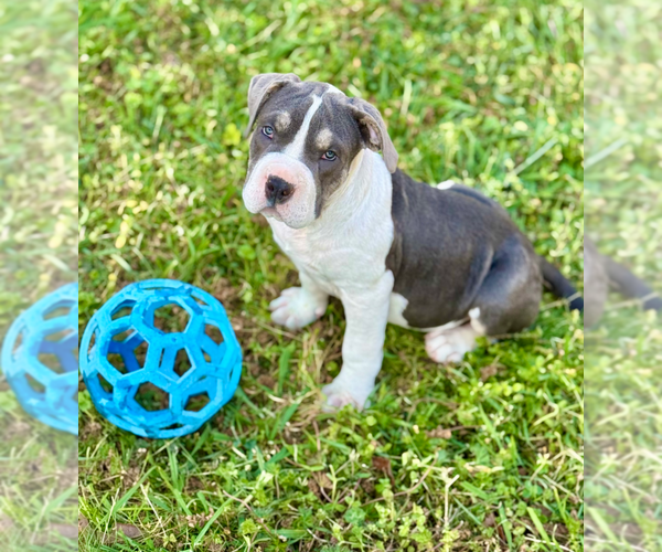 Medium Photo #2 Mutt Puppy For Sale in Boston, MA, USA