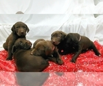 Small Photo #3 German Shorthaired Pointer-Labradoodle Mix Puppy For Sale in MONTICELLO, MN, USA