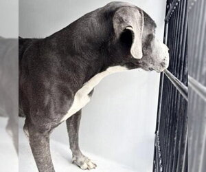 Mutt Dogs for adoption in Houston, TX, USA