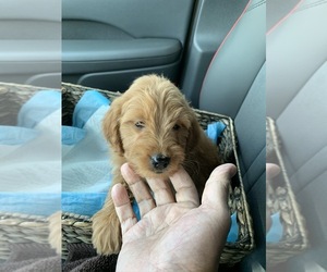 Golden Cocker Retriever-Poodle (Miniature) Mix Puppy for sale in CAMP SPRINGS, MD, USA
