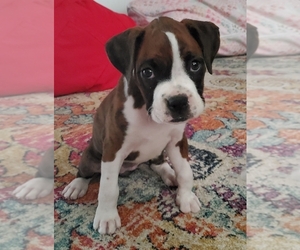Boxer Puppy for sale in TOPEKA, KS, USA