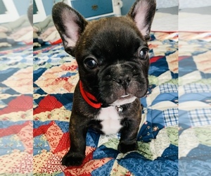 French Bulldog Puppy for sale in FORT MC COY, FL, USA