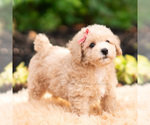 Small Photo #83 Maltipoo (Miniature) Puppy For Sale in WARSAW, IN, USA