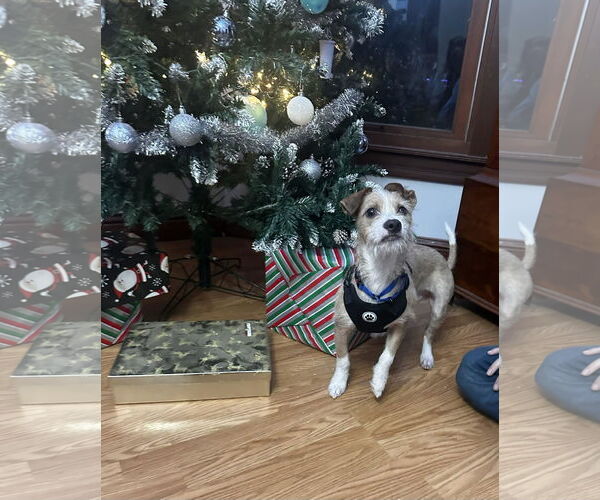 Medium Photo #4 Mutt Puppy For Sale in Coldwater, MI, USA