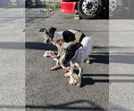 Small #16 American Pit Bull Terrier-Pointer Mix
