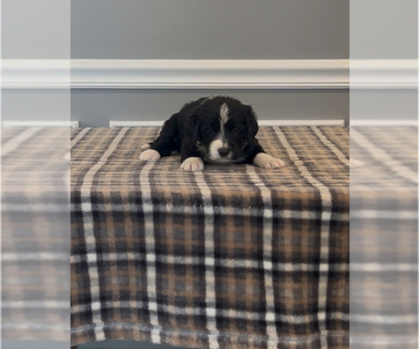Medium Photo #25 Bernedoodle-Labradoodle Mix Puppy For Sale in MILFORD, NJ, USA