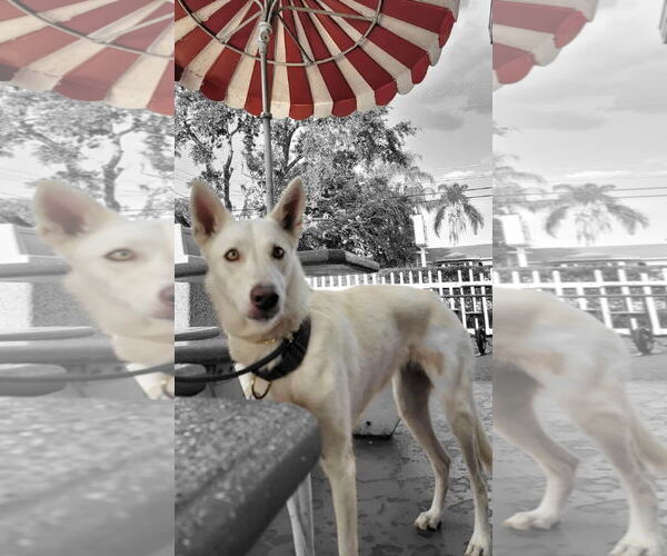 Medium Photo #3 German Shepherd Dog-Siberian Husky Mix Puppy For Sale in Valrico, FL, USA