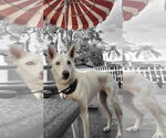 Small #2 German Shepherd Dog-Siberian Husky Mix