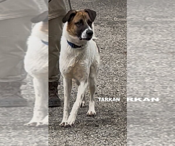 Medium Photo #1 Mutt Puppy For Sale in Woodland Hills, CA, USA