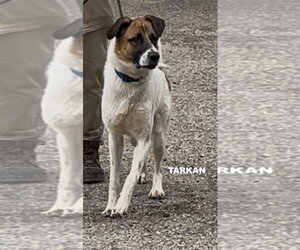 Mutt Dogs for adoption in Woodland Hills, CA, USA