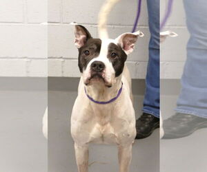 Mutt Dogs for adoption in Pittsburgh, PA, USA