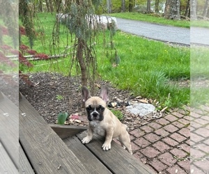 French Bulldog Puppy for sale in LANCASTER, PA, USA