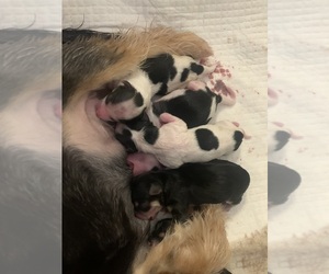 Yorkshire Terrier Puppy for sale in CLEVELAND, OH, USA