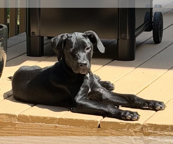 Medium Photo #3 Mutt Puppy For Sale in Sheboygan, WI, USA