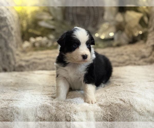 Medium Photo #2 Australian Shepherd Puppy For Sale in NEW HAVEN, CT, USA