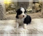 Small #1 Australian Shepherd