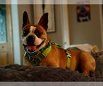 Small #3 English Boston Bulldog