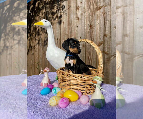 Medium Photo #2 Great Dane-Unknown Mix Puppy For Sale in Bullard, TX, USA