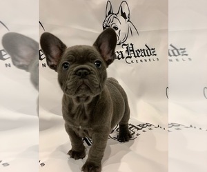 French Bulldog Dogs for adoption in EL MONTE, CA, USA