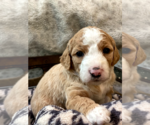Puppy 5 Aussiedoodle-Poodle (Standard) Mix