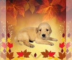 Small #10 Golden Retriever