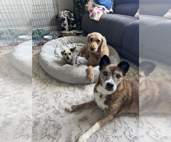 Medium Photo #3 Mountain Cur-Unknown Mix Puppy For Sale in Springdale, PA, USA