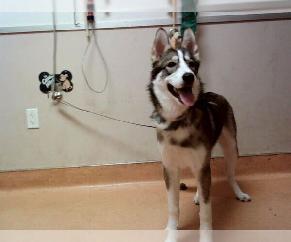 Medium Photo #1 Siberian Husky Puppy For Sale in Martinez, CA, USA