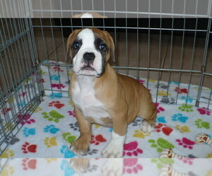 American Bulldog-Olde Bulldog Mix Puppy for sale in ORO VALLEY, AZ, USA