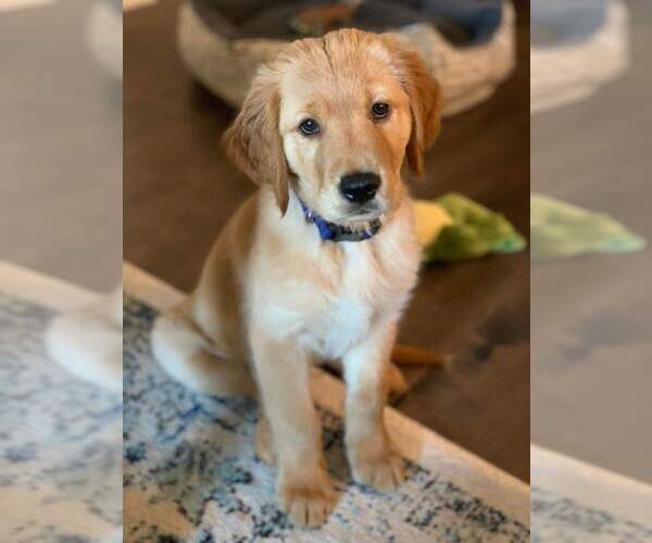 Medium Photo #1 Golden Retriever Puppy For Sale in HOHENWALD, TN, USA