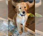 Small Photo #1 Golden Retriever Puppy For Sale in HOHENWALD, TN, USA