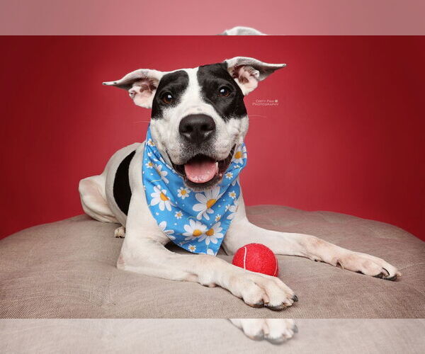 Medium Photo #3 American Pit Bull Terrier Puppy For Sale in Rockville, MD, USA