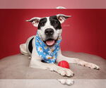 Small #2 American Pit Bull Terrier