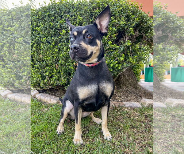 Medium Photo #2 Australian Kelpie-Unknown Mix Puppy For Sale in Corona, CA, USA