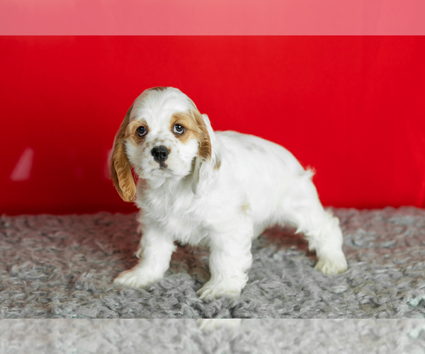 Medium Photo #21 Cocker Spaniel Puppy For Sale in NAPPANEE, IN, USA