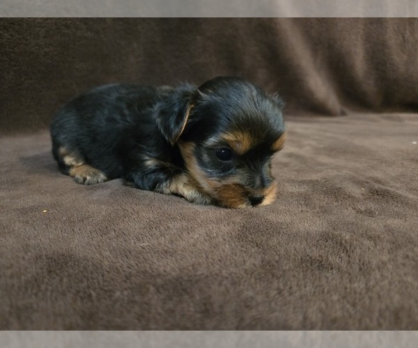 Medium Photo #6 Yorkshire Terrier Puppy For Sale in CARLYLE, IL, USA