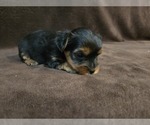 Small #5 Yorkshire Terrier