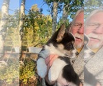 Small Photo #2 Pembroke Welsh Corgi Puppy For Sale in ENCAMPMENT, WY, USA