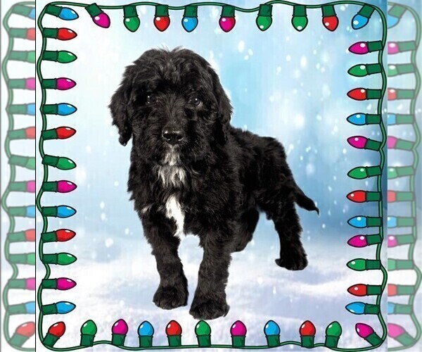 Medium Photo #28 Bernedoodle Puppy For Sale in BLACK FOREST, CO, USA
