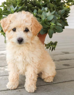Medium Photo #1 Poodle (Miniature) Puppy For Sale in JERSEY CITY, NJ, USA