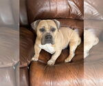 Small #4 American Staffordshire Terrier-French Bulldog Mix