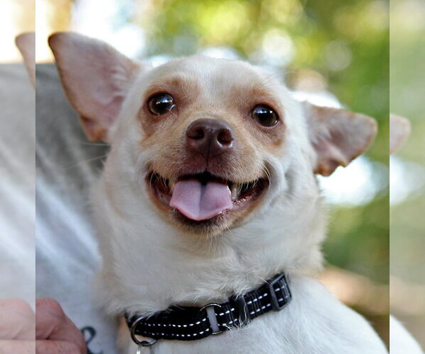 Medium Photo #2 Chihuahua Puppy For Sale in Rosenberg, TX, USA