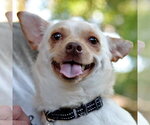 Small #1 Chihuahua