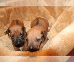 Small Photo #1 Rhodesian Ridgeback Puppy For Sale in SCHDY, NY, USA